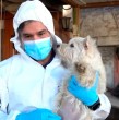 Entérate acá de los detalles del operativo que permitió desbaratar un criadero de perros clandestino en la comuna de La Florida.