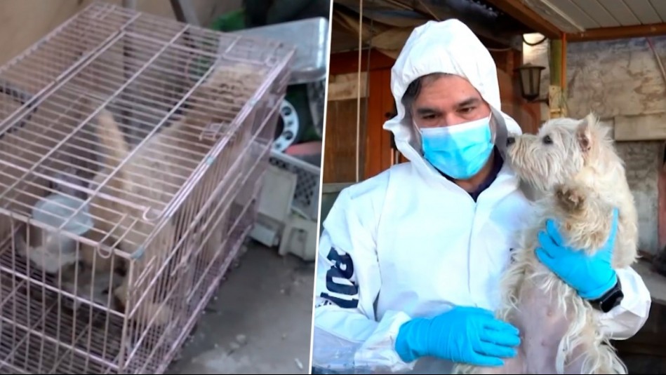 Rescatan a más de 50 perritos tras desbaratar criadero clandestino en La Florida