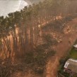 Conoce acá los detalles de la masiva tala de árboles en el icónico bosque de la playa Canelo-Canelillo.