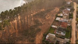 'Hubo un corte indiscriminado': Cuestionan masiva tala de árboles en icónico bosque de playa Canelo-Canelillo