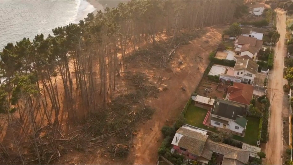 'Hubo un corte indiscriminado': Cuestionan masiva tala de árboles en icónico bosque de playa Canelo-Canelillo