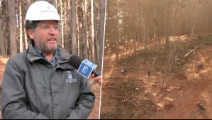 'El estado sanitario del bosque es malo': Municipio de Algarrobo explica polémica tala de árboles