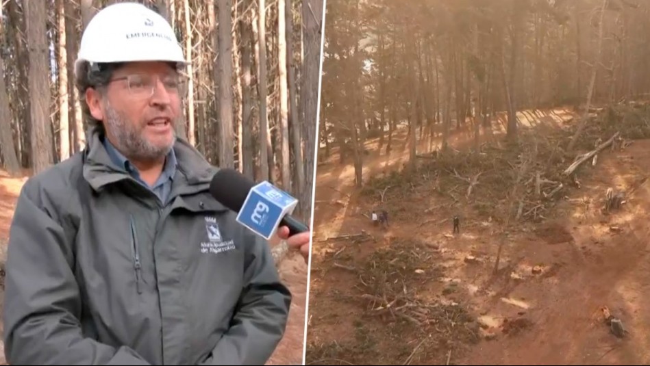 'El estado sanitario del bosque es malo': Municipio de Algarrobo explica polémica tala de árboles