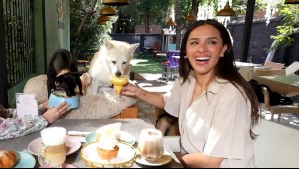 Huellas por Chile - Capítulo 1: Hotel, transporte y café pensado especialmente para mascotas