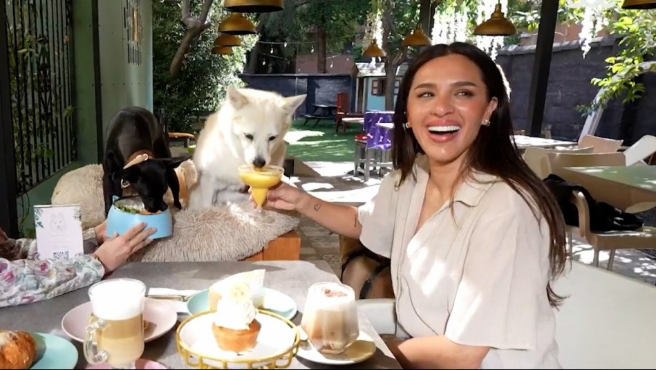 Huellas por Chile - Capítulo 1: Hotel, transporte y café pensado especialmente para mascotas