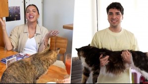 Huellas por Chile - Capítulo 2: Descubriendo el mundo de los gatos en Chile