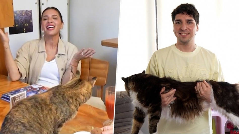 Huellas por Chile - Capítulo 2: Descubriendo el mundo de los gatos en Chile