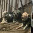 Conoce acá el nuevo giro que tuvo el caso de auto abandonado con tres perros en Santiago.