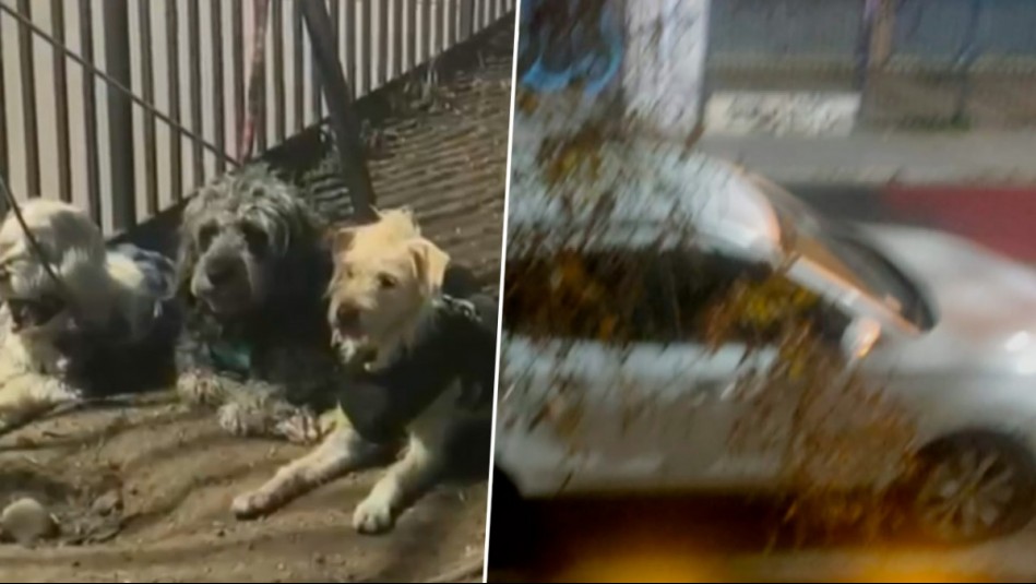No habría sido un robo ni un secuestro: Conductor del auto abandonado con tres perros asegura que 'apagó tele'