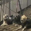 Conoce acá detalles del hallazgo de tres perros al interior de un auto abandonado.