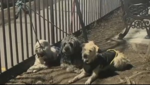 Misterio en Santiago: Encuentran a tres perros al interior de un vehículo abandonado durante la madrugada