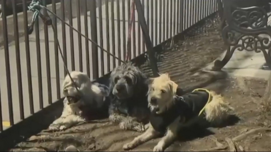 Misterio en Santiago: Encuentran a tres perros al interior de un vehículo abandonado durante la madrugada