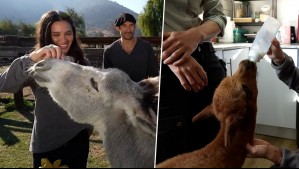 Huellas por Chile - Capítulo 4: Gianella Marengo conoce conmovedoras historias de rescate animal