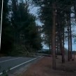 Revisa acá las imágenes que muestran la caída de árboles en ruta que une Quintay y Tunquén por fuertes vientos.