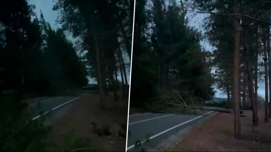 'Está imposible la salida': Reportan caída de árboles en ruta que une Quintay y Tunquén por fuertes vientos