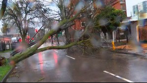 Vientos de 107 km/h provocan caída de árbol y poste en pleno centro de Concepción