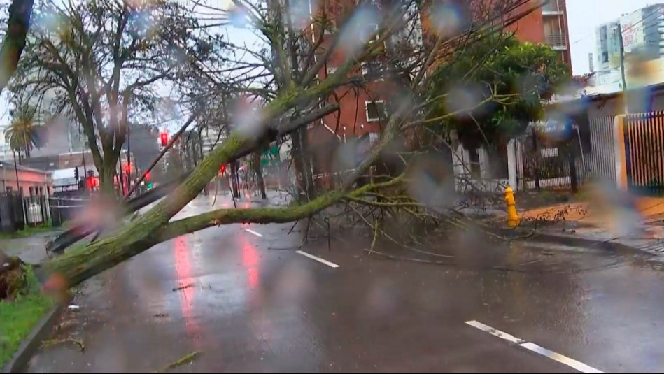 Vientos de 107 km/h provocan caída de árbol y poste en pleno centro de Concepción