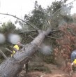 El sistema frontal que afecta a varias regiones del país sigue causando estragos y ahora, un gigantesco árbol cayó en el sector de Reñaca Alto.