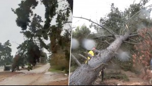 Árbol de 30 metros se desplomó en Reñaca Alto por intensas ráfagas de viento: Podrían caer más pinos