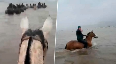 Heroico rescate: Cuatro trabajadores salvaron a 30 caballos atrapados tras inundación en Arauco