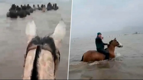Heroico rescate: Cuatro trabajadores salvaron a 30 caballos atrapados tras inundación en Arauco