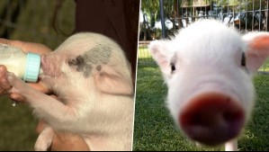Huellas por Chile - Capítulo 6: Gianella Marengo explora el mundo de los mini cerditos como mascotas