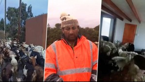 Hombre se resguardó en casa abandonada con 200 cabras ante inundaciones en La Serena