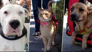 Huellas por Chile -  Capítulo 7: Napoleón, Minimichi y Bandida, mascotas influencers conquistan a todos