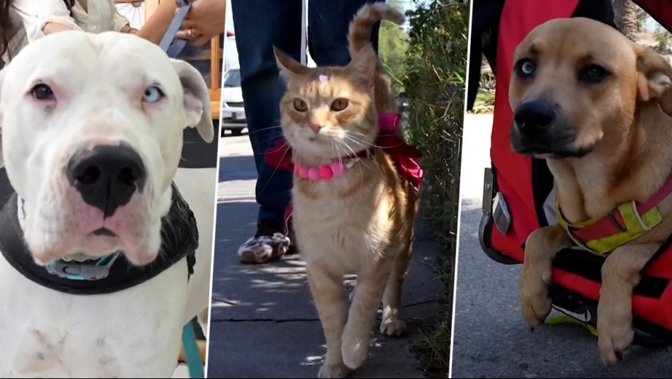 Huellas por Chile - Capítulo 7: Napoleón, Minimichi y Bandida, mascotas influencers conquistan a todos