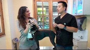 Huellas por Chile - Capítulo 8: Gianella Marengo y Morita descubren el lado sustentable del mundo mascota