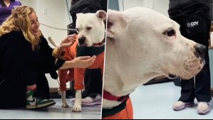 'Esta indignado': Esta fue la divertida reacción Ares, el perrito de Dani Castro tras ser operado