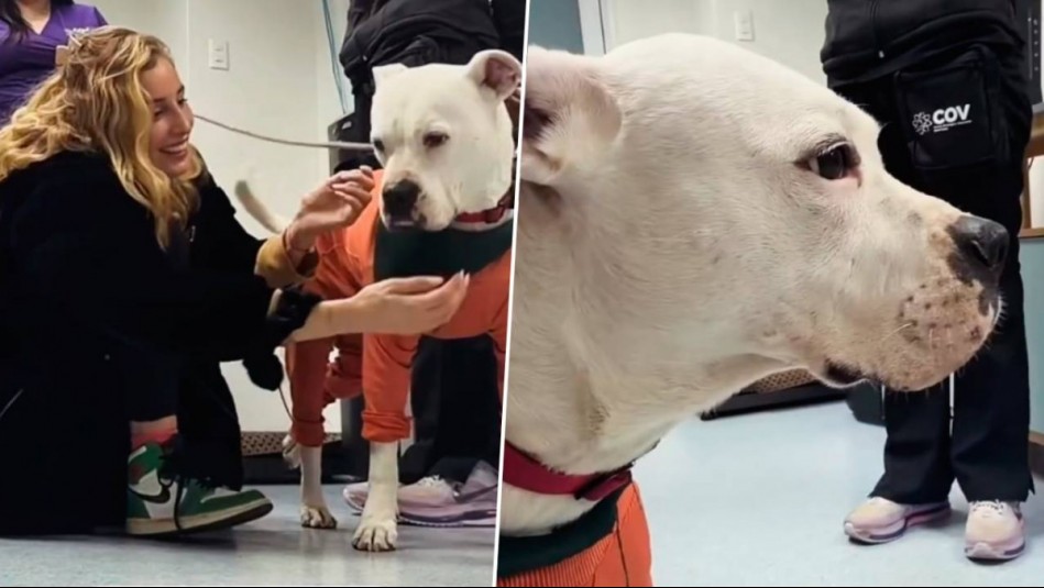 'Esta indignado': Esta fue la divertida reacción Ares, el perrito de Dani Castro tras ser operado