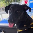 En un nuevo capítulo de Huellas por Chile, Gianella Marengo recorrió distintos lugares para conocer cómo las mascotas se han convertido en parte fundamental de la vida cotidiana de sus familias.