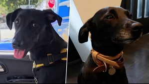 Huellas por Chile - Capítulo 9: Rubén, el 'perro constructor' y los nuevos espacios pet friendly