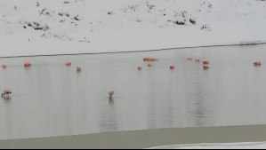 Flamencos en medio de la nieve: El impresionante espectáculo de la naturaleza que sorprende en Machuca