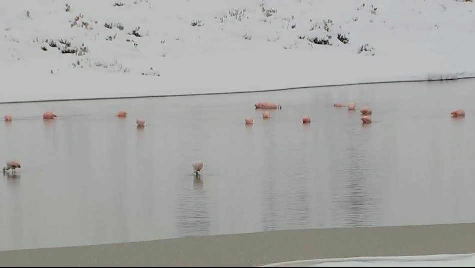 Flamencos en medio de la nieve: El impresionante espectáculo de la naturaleza que sorprende en Machuca