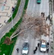 Entérate acá de los detalles de la caída de enorme árbol en Macul.