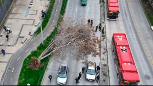 Enorme árbol cae sobre motociclista y otros dos vehículos en Macul debido a fuertes ráfagas de viento