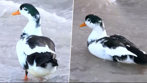 Inusual hallazgo de pato en ribera de río Mapocho: Esta es la historia detrás de su presencia
