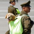 Este sábado 19 de septiembre se realizará una nueva edición de la tradicional Parada Militar en la elipse del Parque O\\\'Higgins, en Santiago.