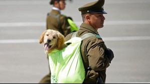 Parada Militar 2026: ¿A qué hora es?, ¿pasarán los perritos de Carabineros?