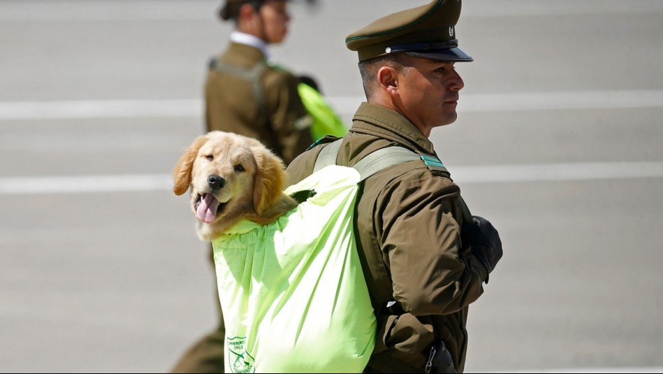 Parada Militar 2026: ¿A qué hora es?, ¿pasarán los perritos de Carabineros?