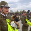 ¡El momento que todos esperaban! Los perritos de Carabineros de Chile se robaron todas las miradas en la Parada Militar 2026.