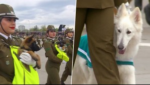 ¡El momento más tierno! Así fue el esperado paso de los perritos de Carabineros en la Parada Militar 2026