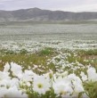Una importante polémica se levantó en el norte de Chile, luego de que se tomara conocimiento de una fiesta en el Desierto Florido en el sector de Chehueque.
