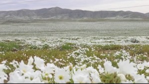 Polémica por anuncio de fiesta electrónica en el Desierto Florido: Autoridades se desmarcaron del evento