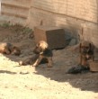 Esta mañana, Mucho Gusto llegó hasta Talagante, donde algunas personas denuncian que existe un criadero clandestino de perros y otros animales.
