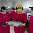 En un nuevo capítulo de Agua Viva, el futuro del mar, Tomás Vigneaux viaja hasta la Región de Magallanes para conocer cómo funciona una de las industrias más importantes del sur de Chile: la salmonicultura.