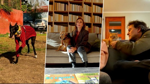 Mi humano y yo - Capítulo 1: La historia de Tel, Minimishi y el vínculo de Karen Doggenweiler con Benito