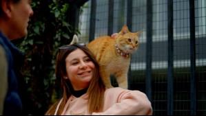 Minimishi: La gatita que se convirtió en toda una celebridad en redes sociales por sus conductas de perro